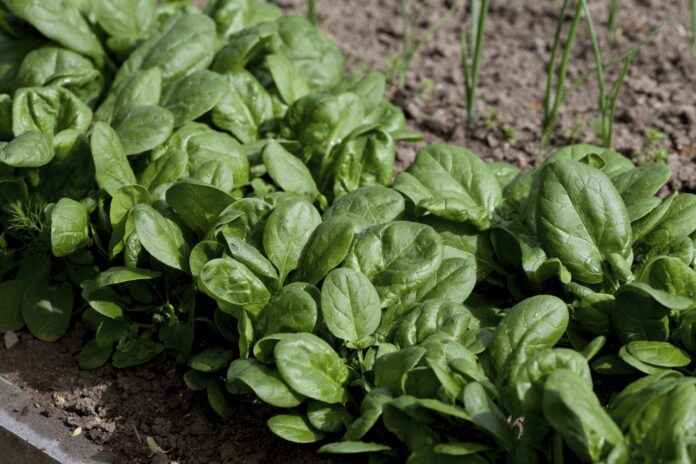 spinaci
