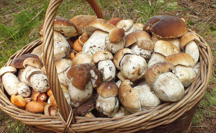 funghi