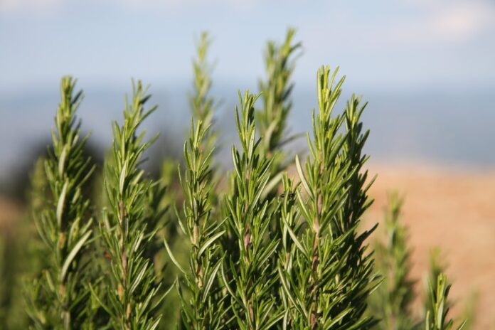 rosmarinoRosmarinusofficinalis05